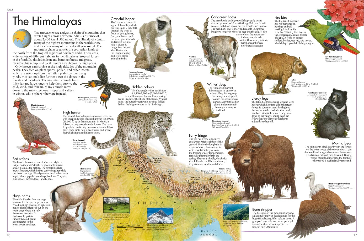 The Animal Atlas - By DK & Kenneth Lily