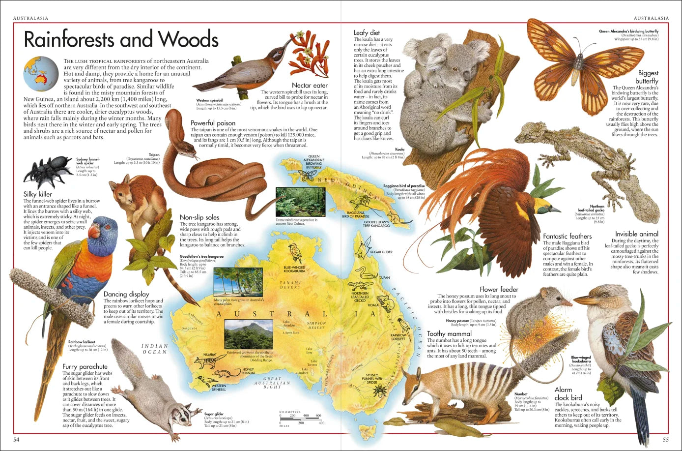 The Animal Atlas - By DK & Kenneth Lily