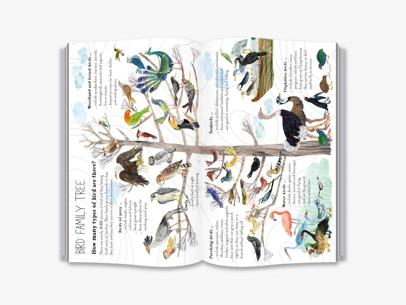 The Big Book of Birds - By Yuval Zommer