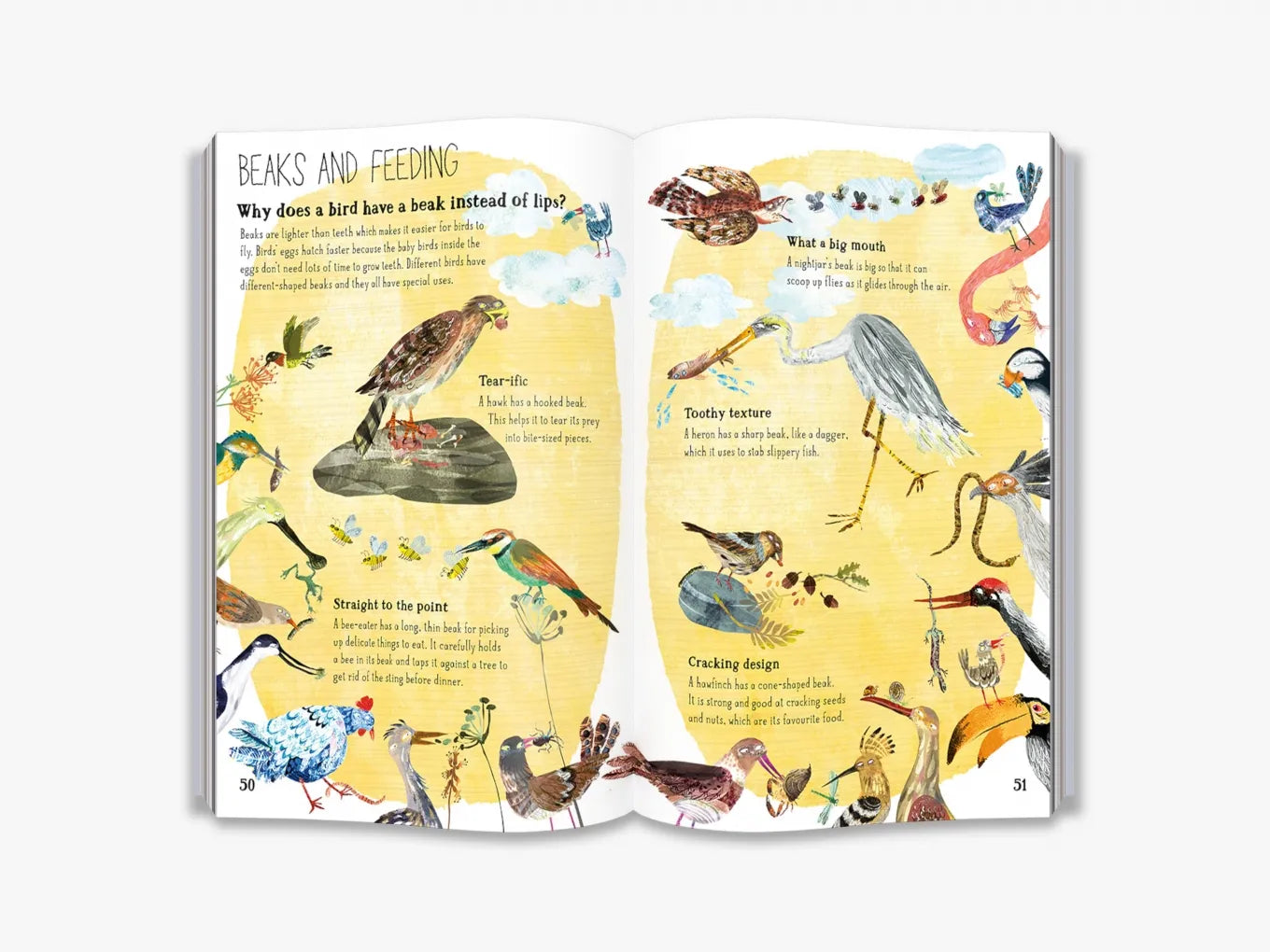 The Big Book of Birds - By Yuval Zommer