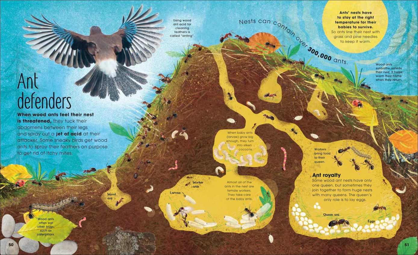 The Book of Brilliant Bugs - By Jess French, Illustrated by Claire McElfatrick