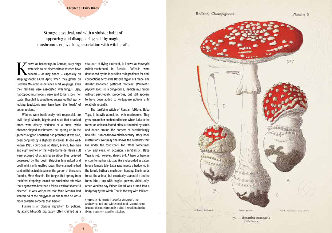 The Magic of Mushrooms - By Sandra Lawrence