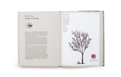 The Story of Trees - By Kevin Hobbs & David West
