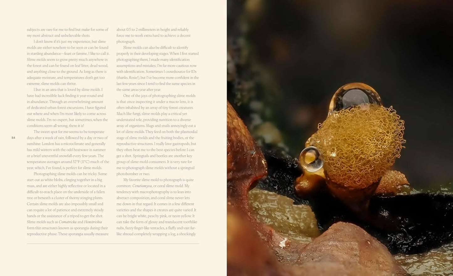 Tiny Nature - By Jamie Rosencrans