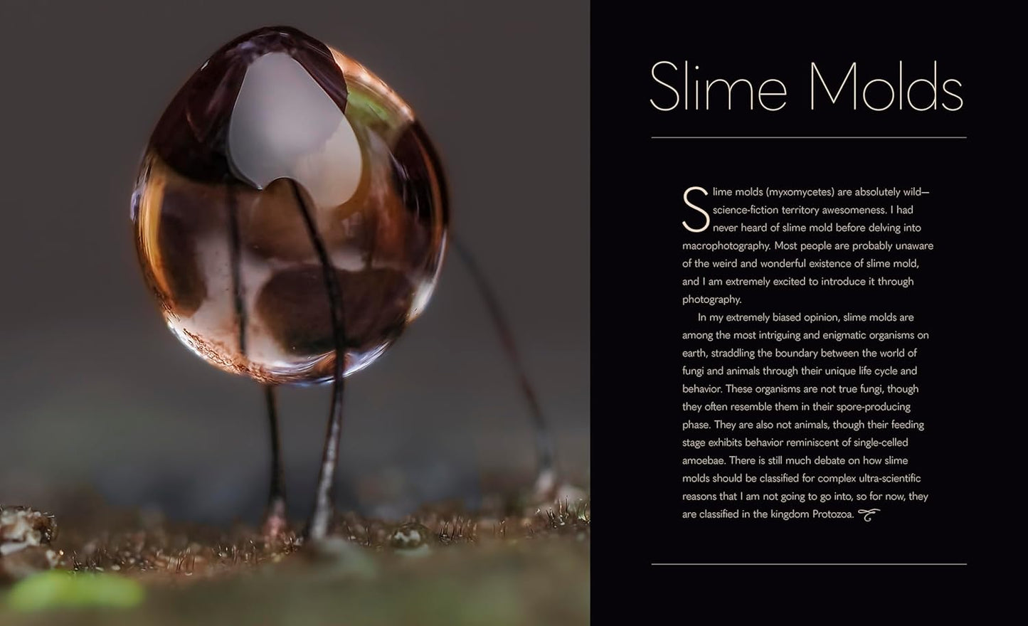 Tiny Nature - By Jamie Rosencrans