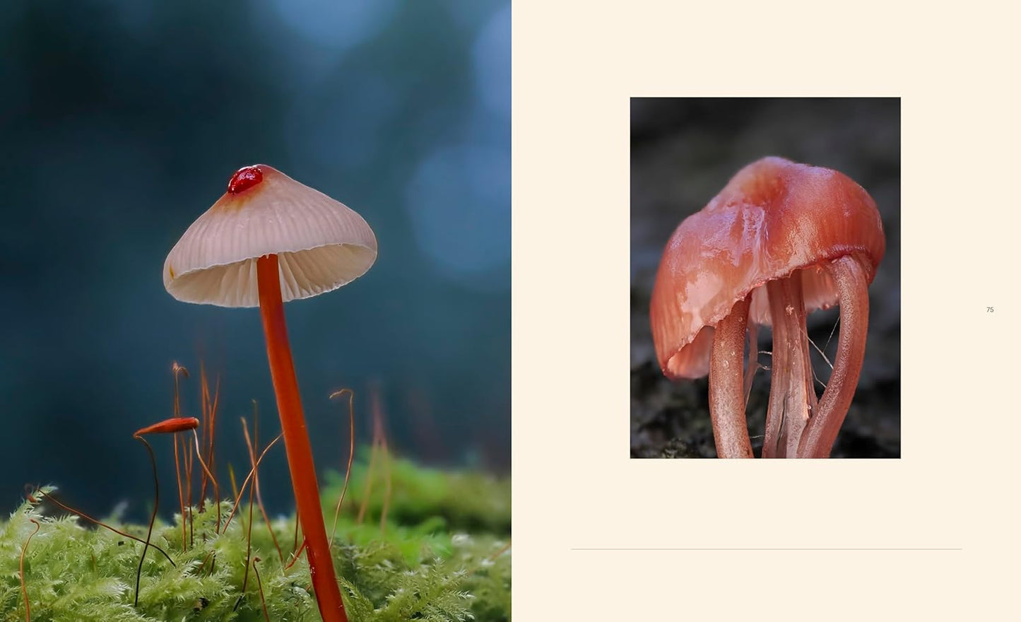 Tiny Nature - By Jamie Rosencrans