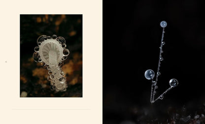 Tiny Nature - By Jamie Rosencrans
