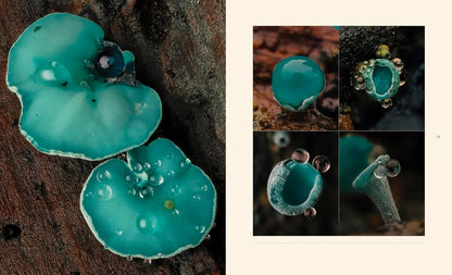 Tiny Nature - By Jamie Rosencrans