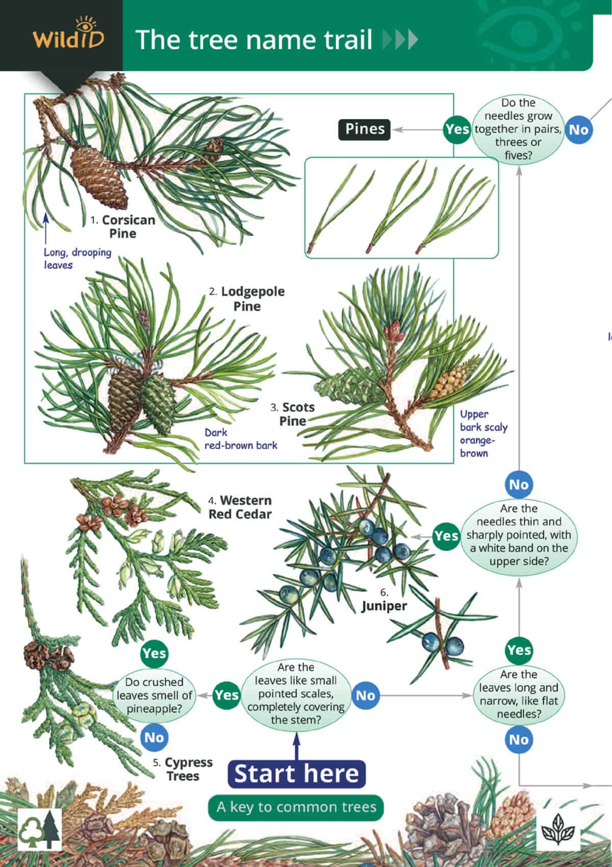 The Tree Name Trail - Wild ID Guide