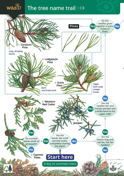 The Tree Name Trail - Wild ID Guide