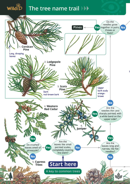 The Tree Name Trail - Wild ID Guide