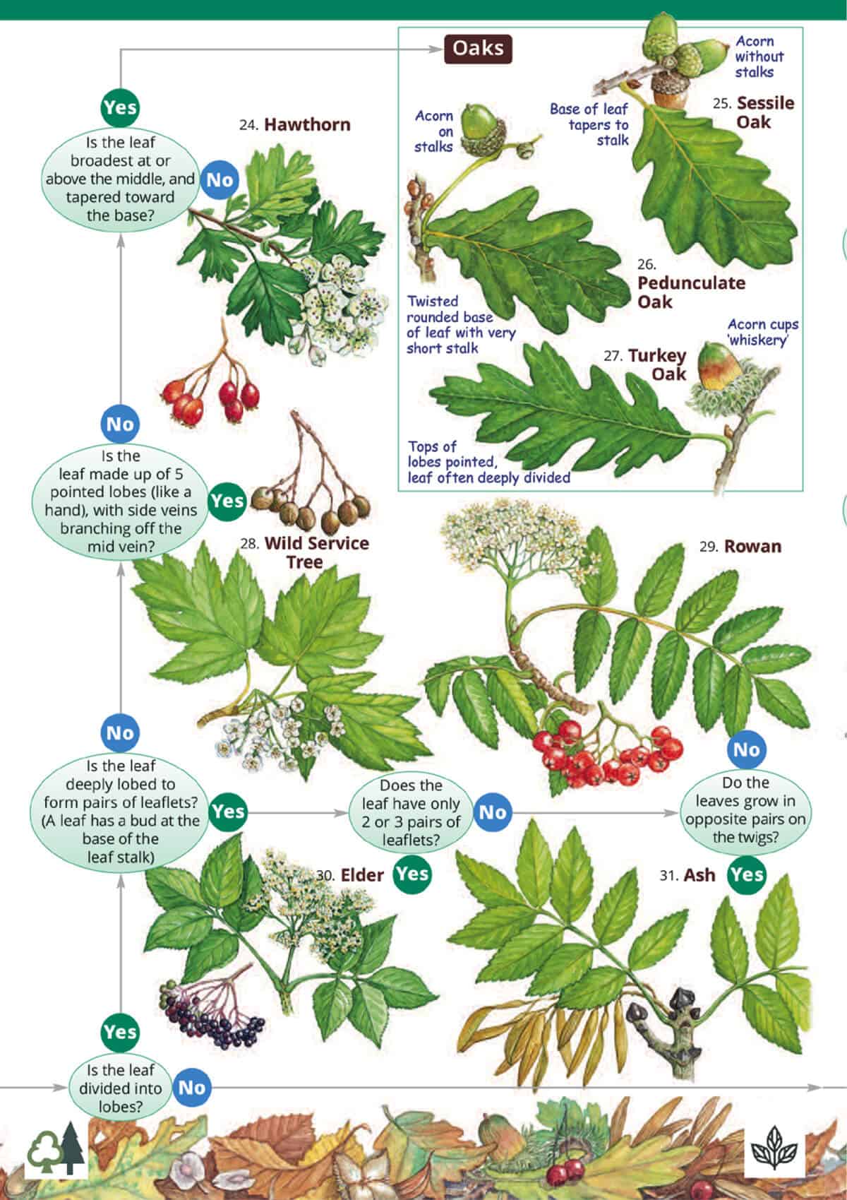 The Tree Name Trail - Wild ID Guide