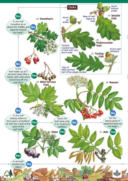 The Tree Name Trail - Wild ID Guide