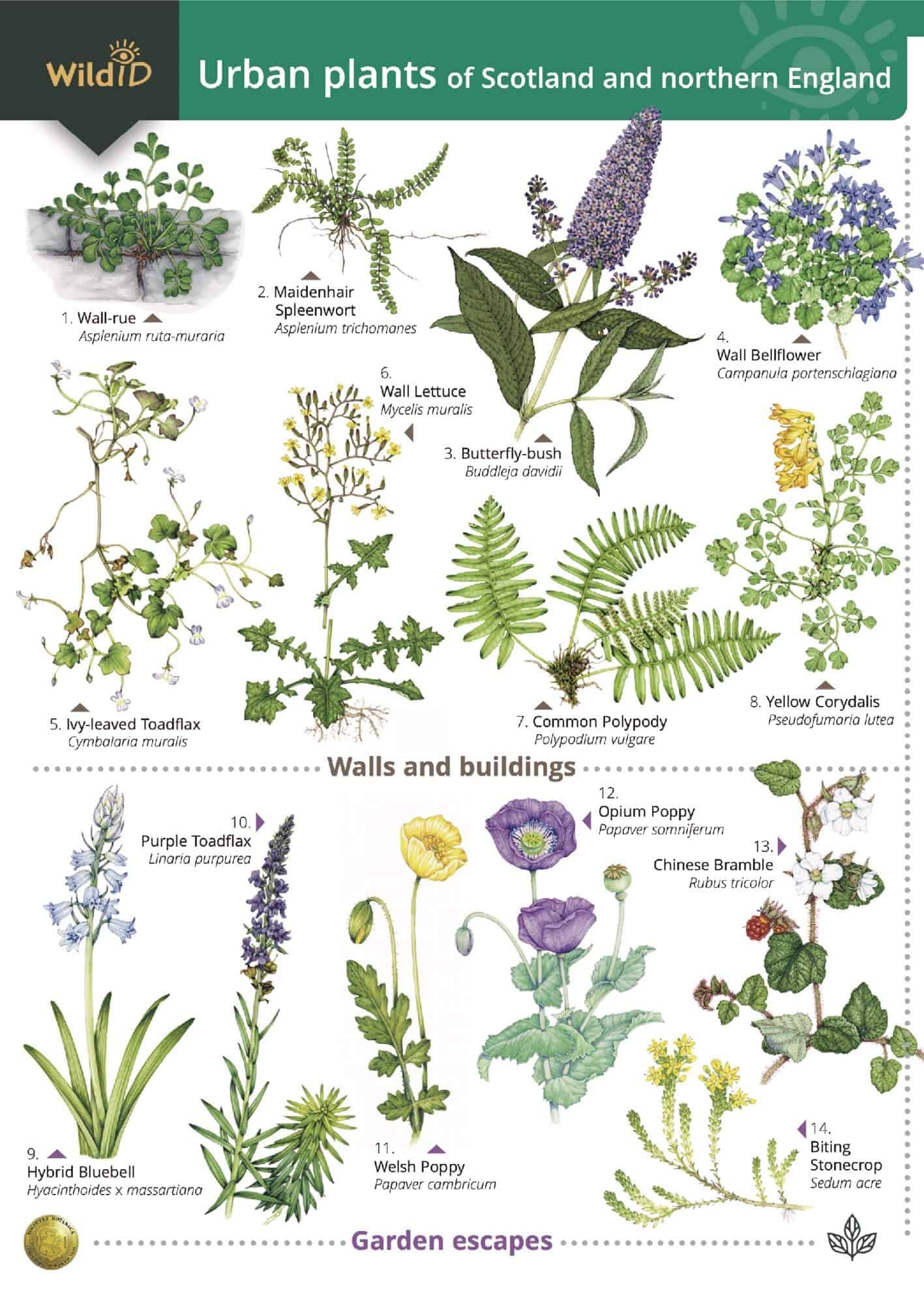 Urban Plants - Wild ID Guide