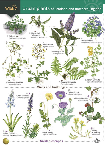 Urban Plants - Wild ID Guide