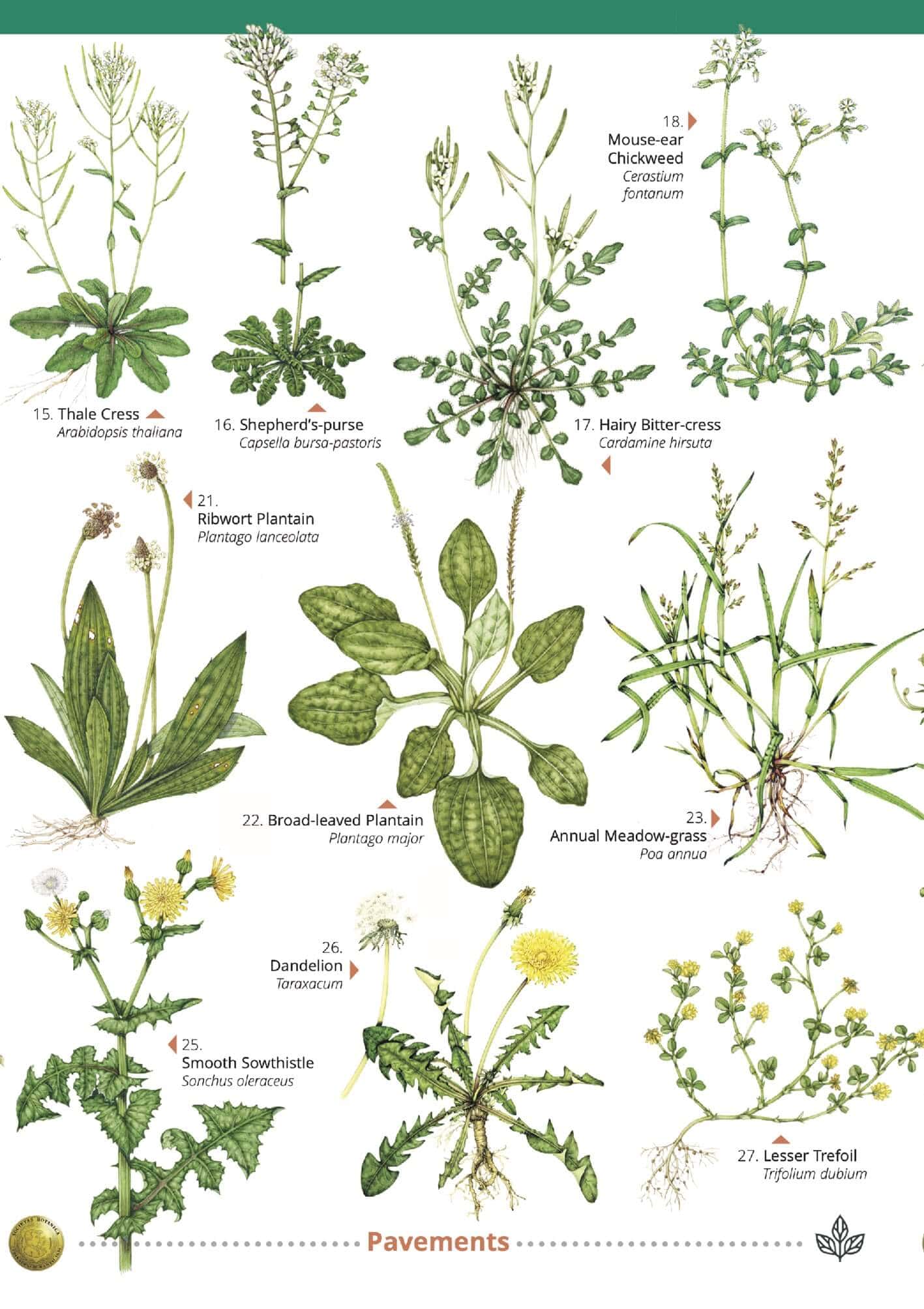Urban Plants - Wild ID Guide