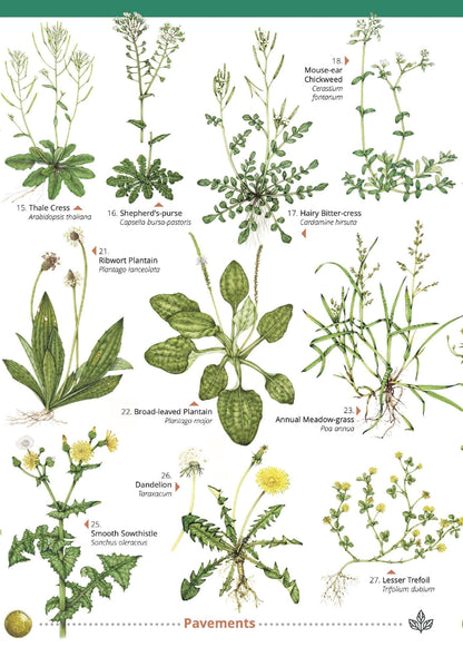Urban Plants - Wild ID Guide