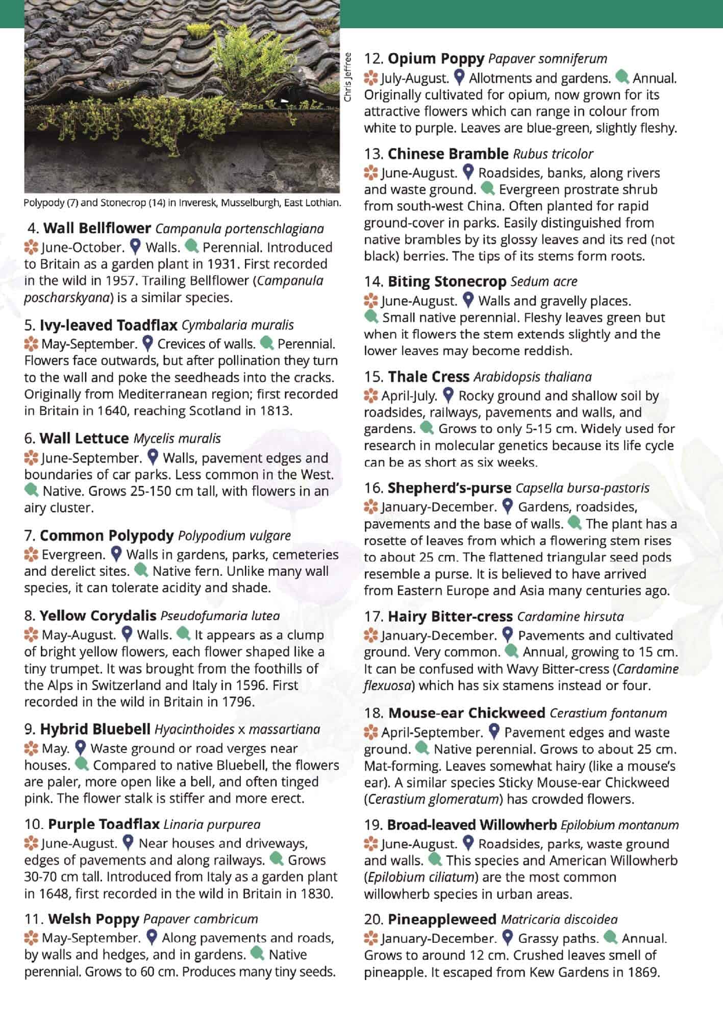 Urban Plants - Wild ID Guide