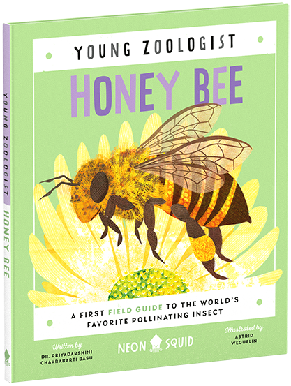 Young Zoologist Honey Bee