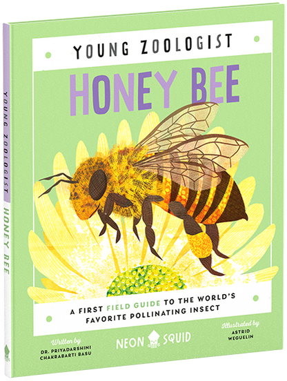 Young Zoologist Honey Bee
