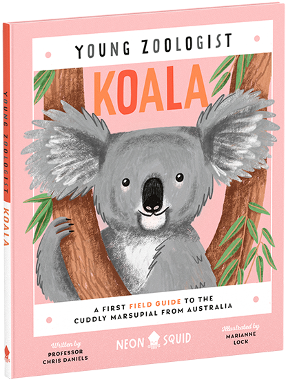 Young Zoologist Koala