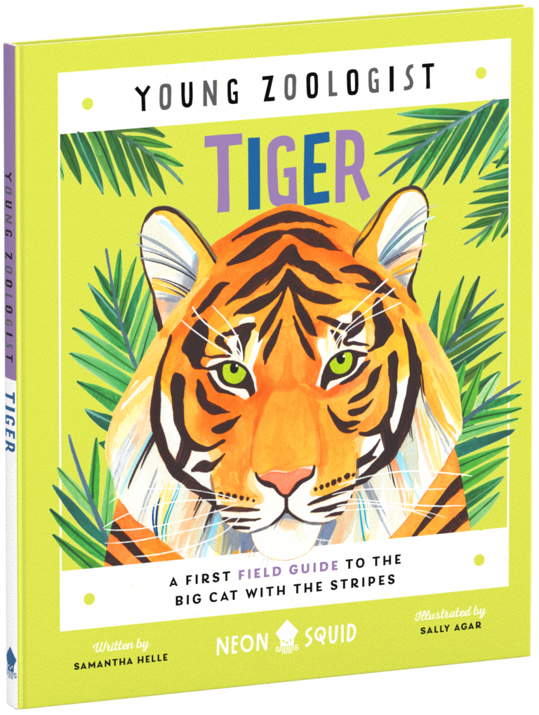 Young Zoologist Tiger