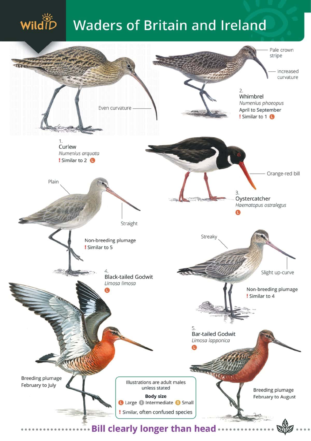 Waders or Britain and Ireland - Wild ID Guide