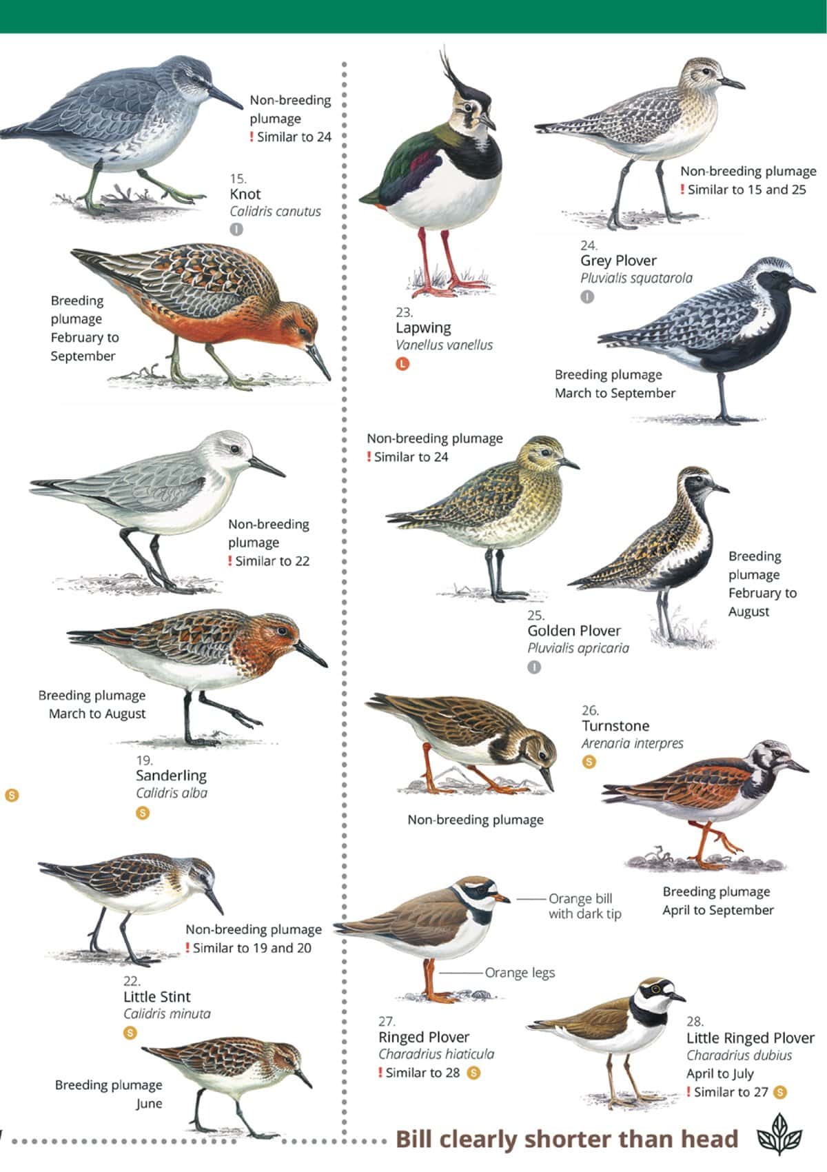 Waders or Britain and Ireland - Wild ID Guide