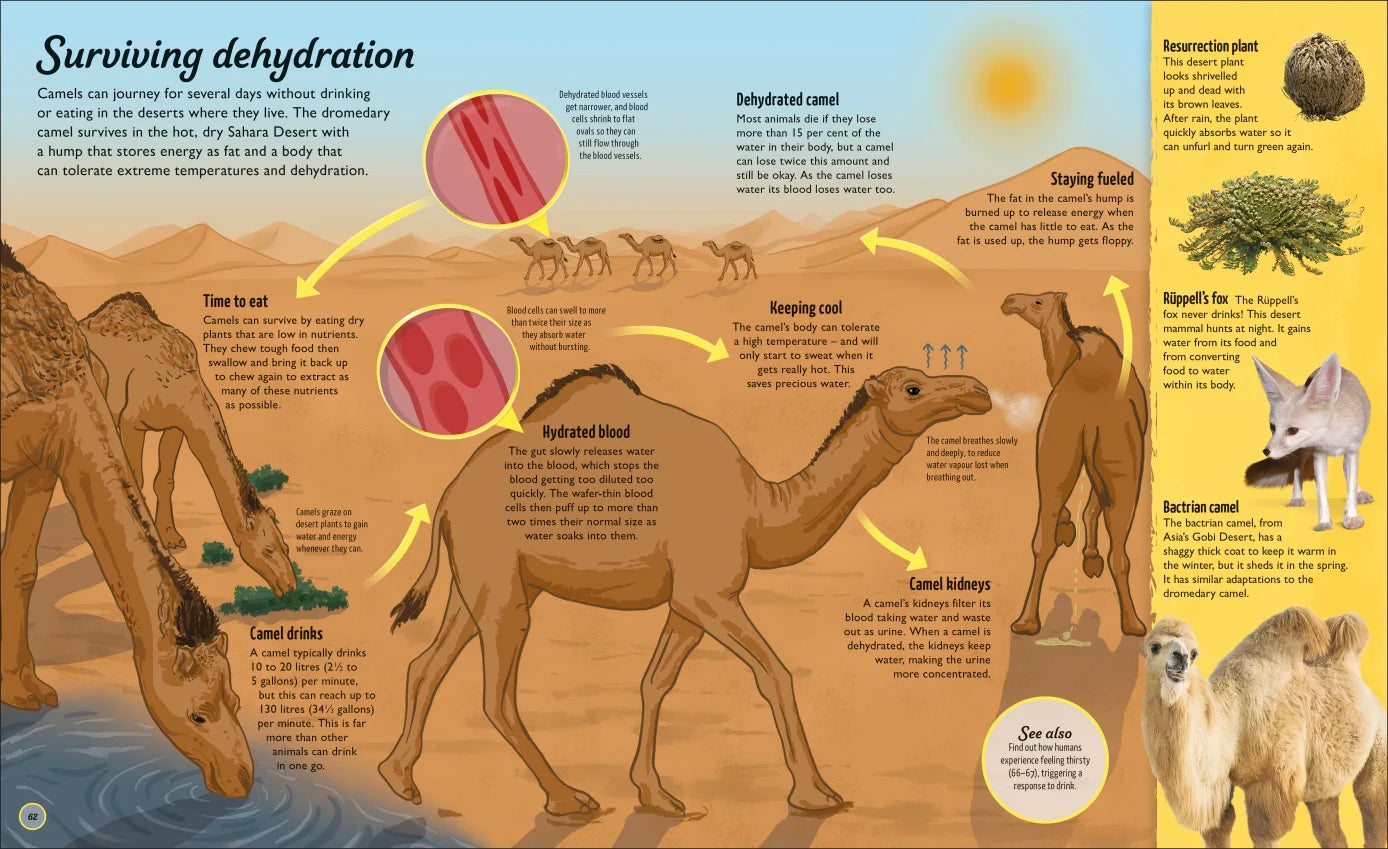 Water Cycles - Illustrated by Sam Falconer