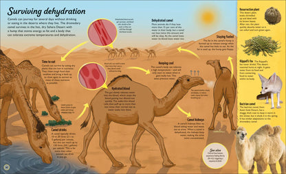 Water Cycles - Illustrated by Sam Falconer