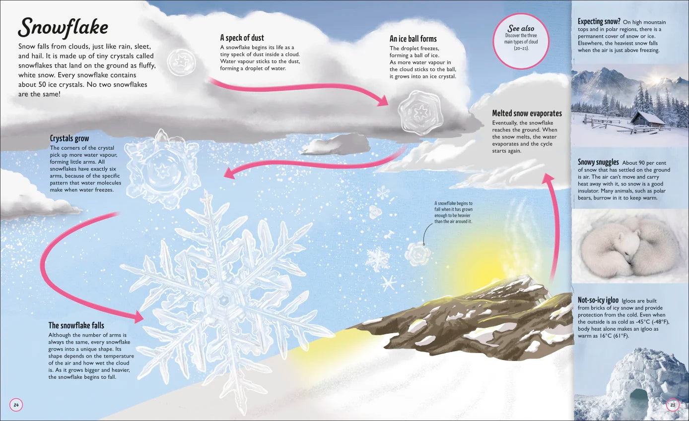 Water Cycles - Illustrated by Sam Falconer