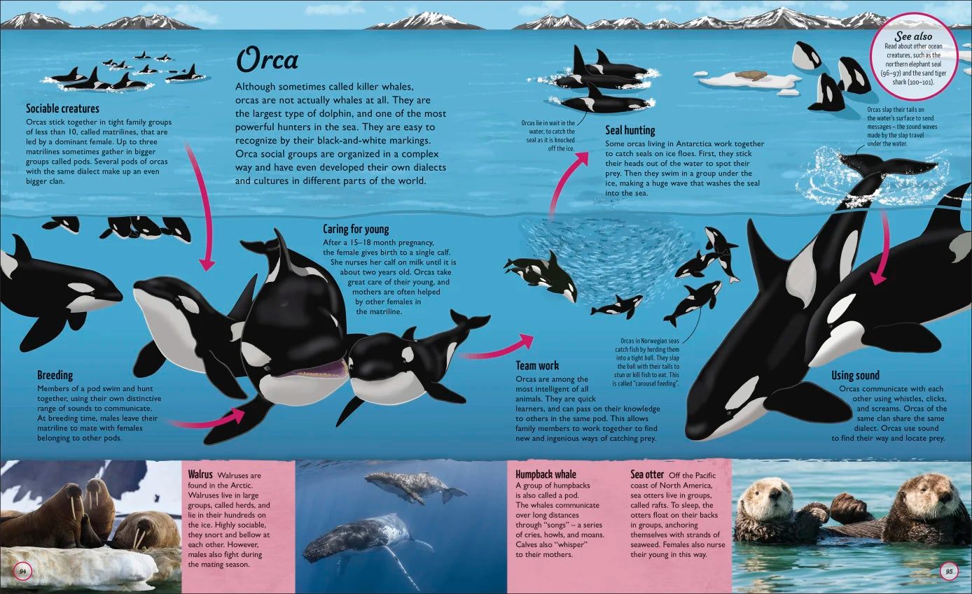 Water Cycles - Illustrated by Sam Falconer