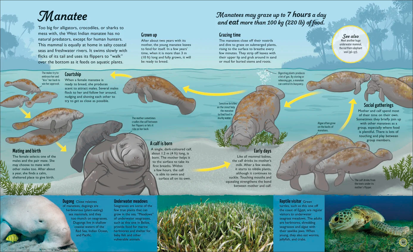 Water Cycles - Illustrated by Sam Falconer