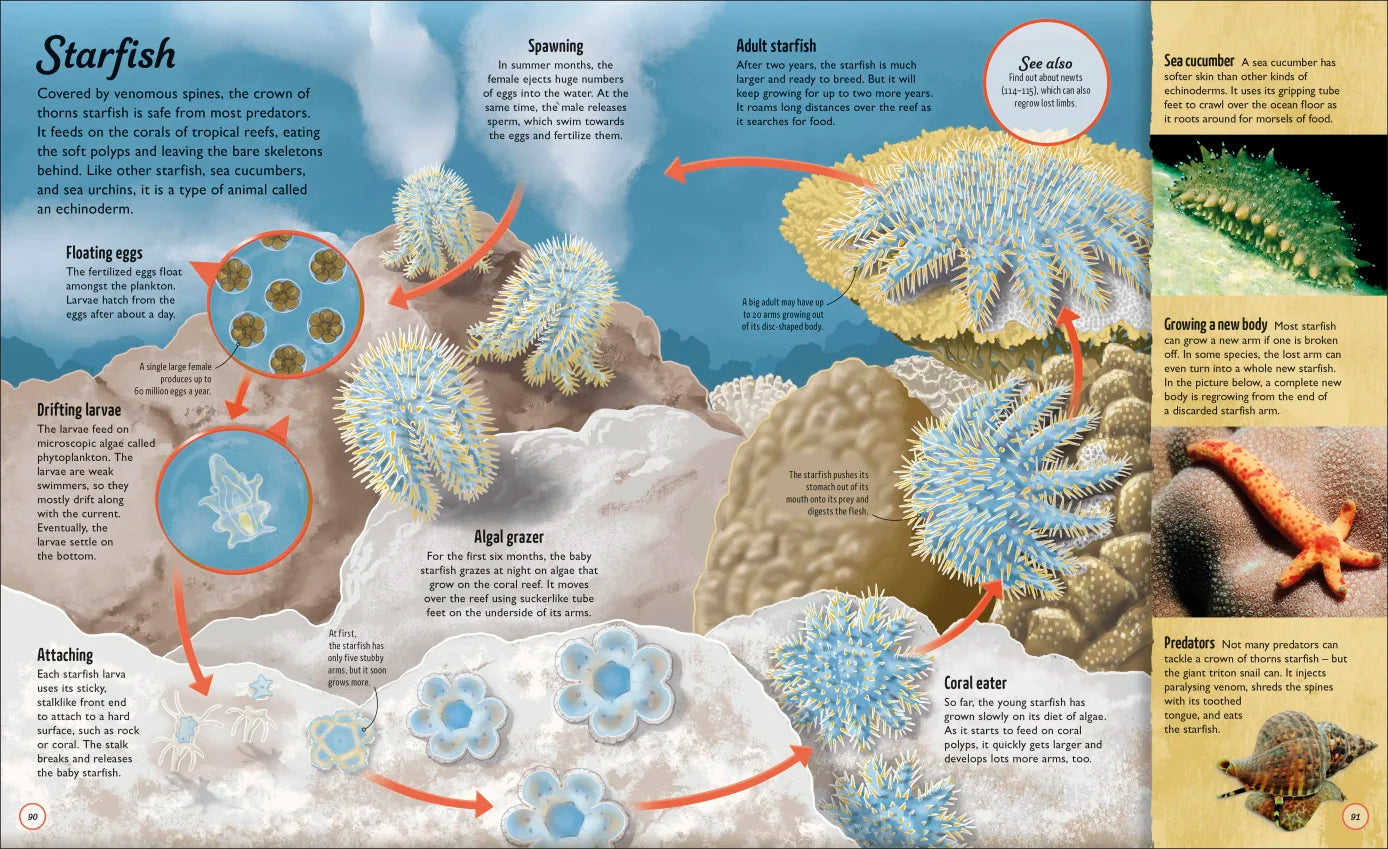 Water Cycles - Illustrated by Sam Falconer