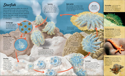 Water Cycles - Illustrated by Sam Falconer