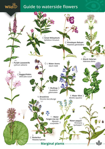 Waterside Flowers - Wild ID Guide