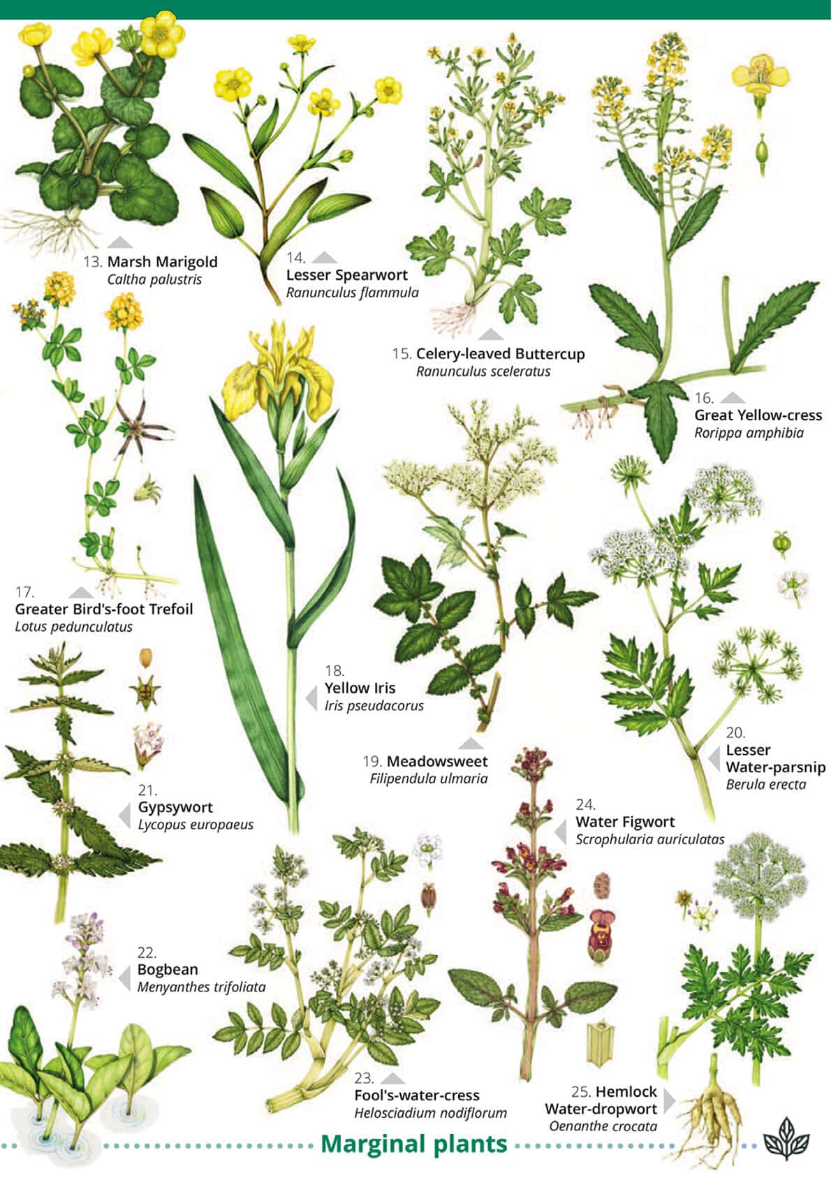 Waterside Flowers - Wild ID Guide