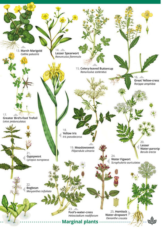 Waterside Flowers - Wild ID Guide