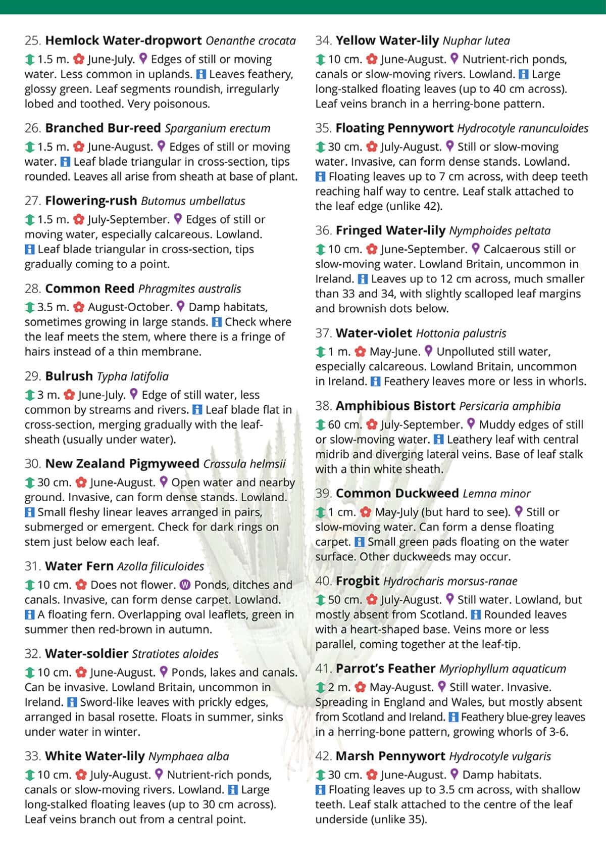 Waterside Flowers - Wild ID Guide