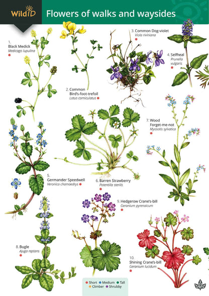 Flowers of Walks and Waysides - Wild ID Guide