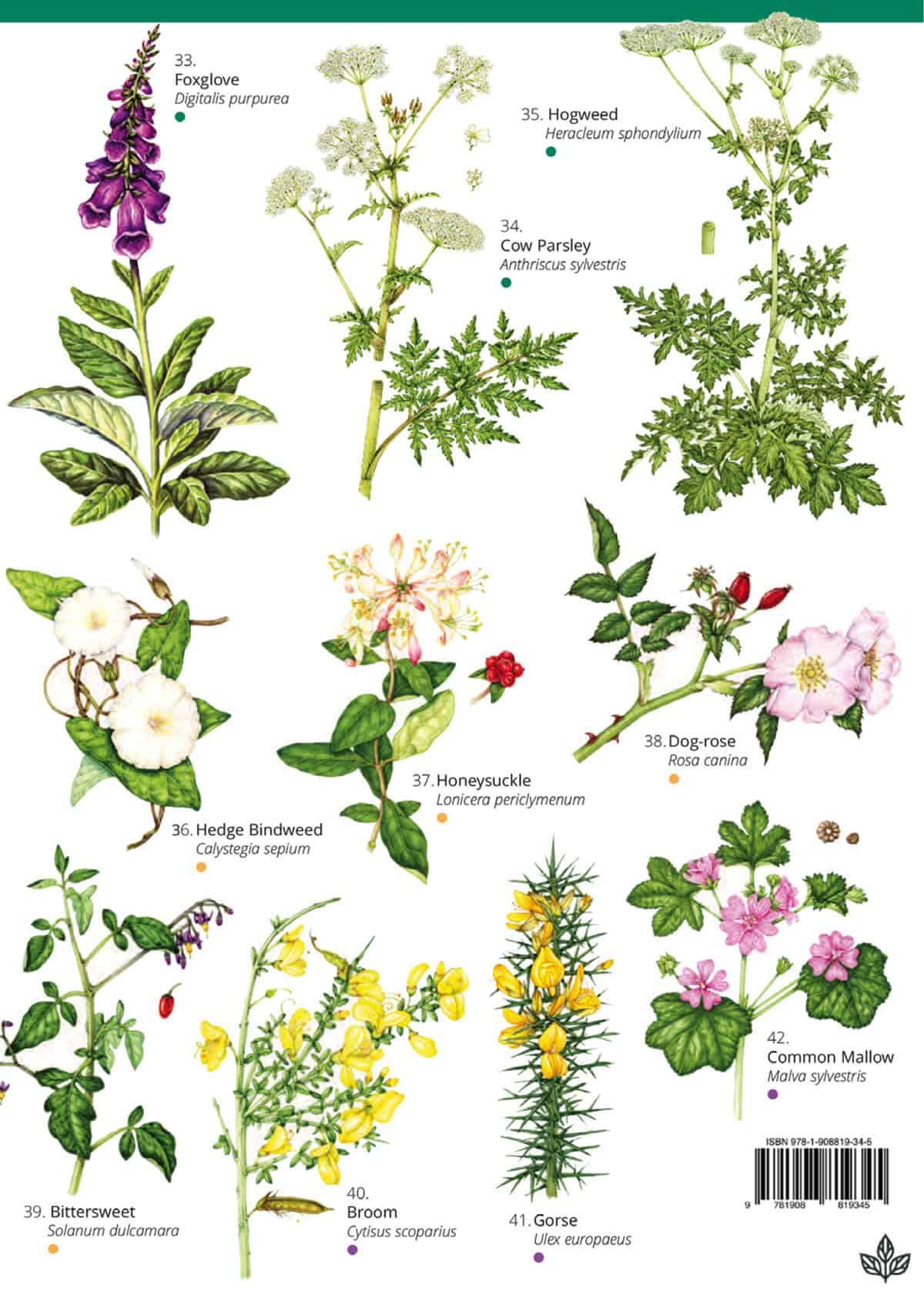 Flowers of Walks and Waysides - Wild ID Guide