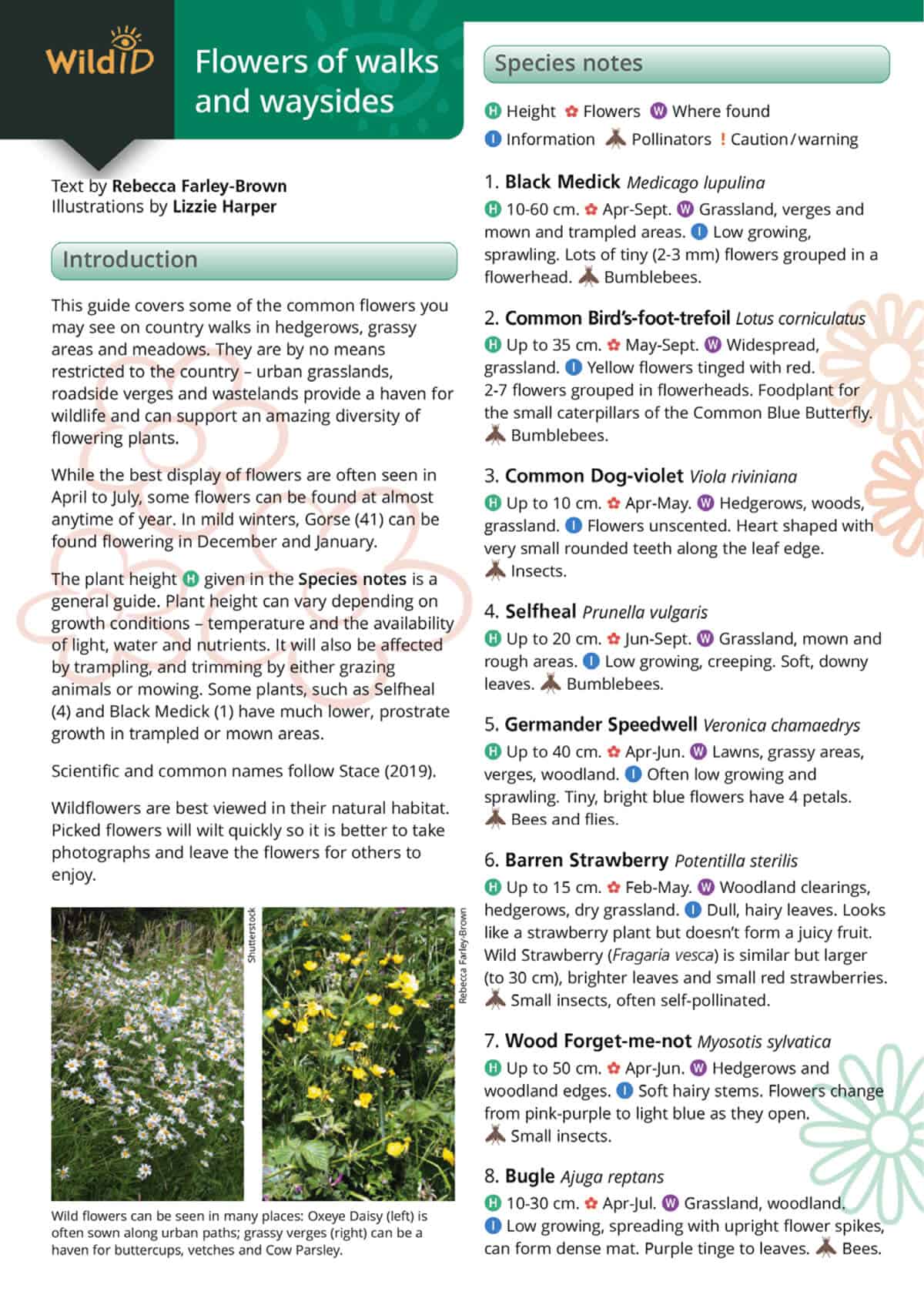 Flowers of Walks and Waysides - Wild ID Guide