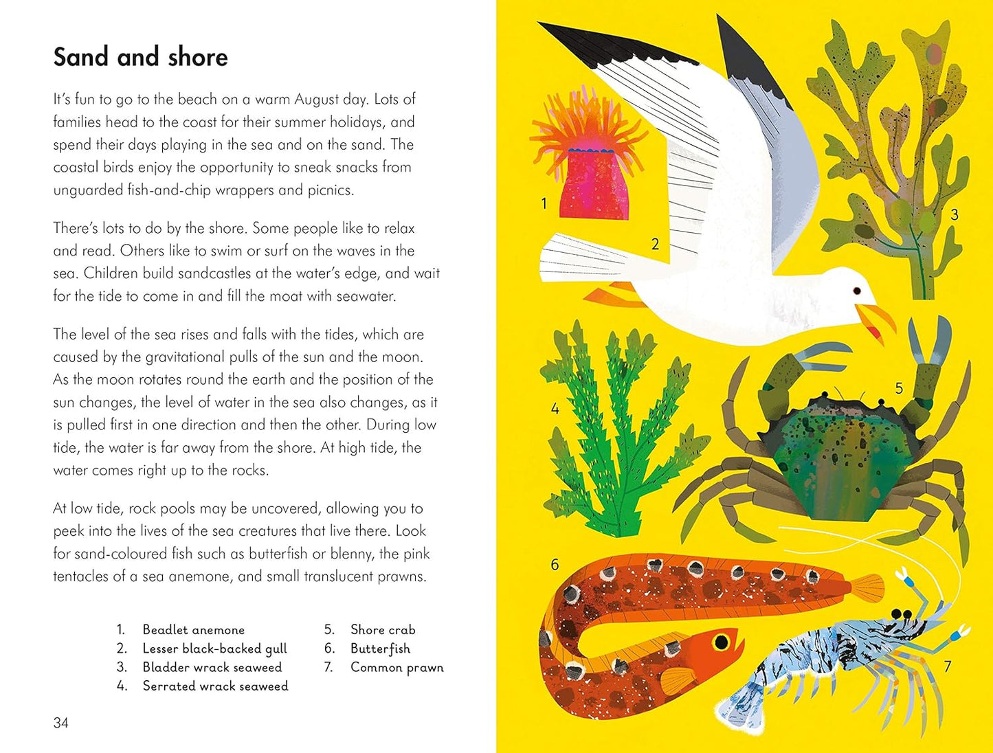 What to Look for in Summer - By Elizabeth Jenner