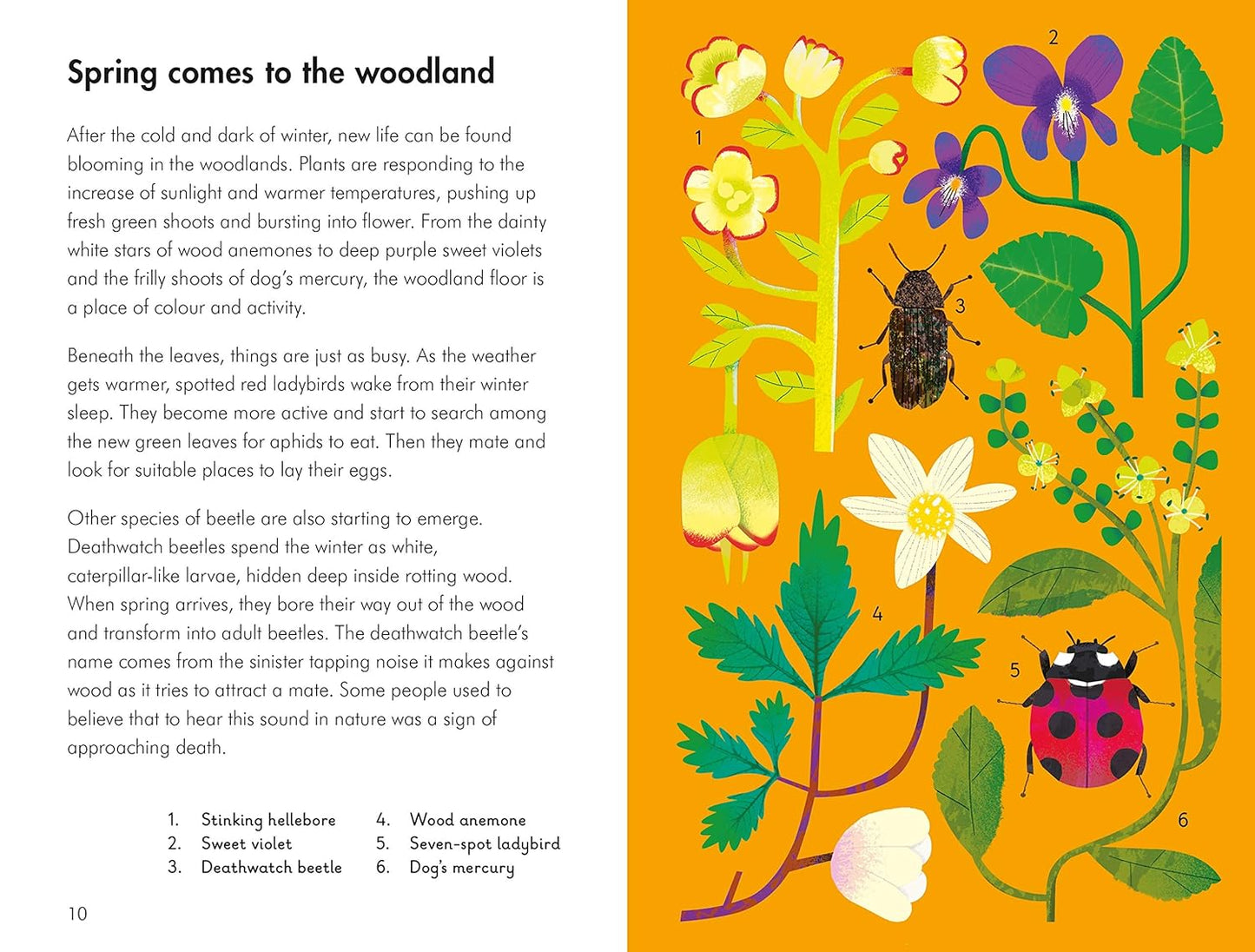 What to Look for in Spring - By Elizabeth Jenner