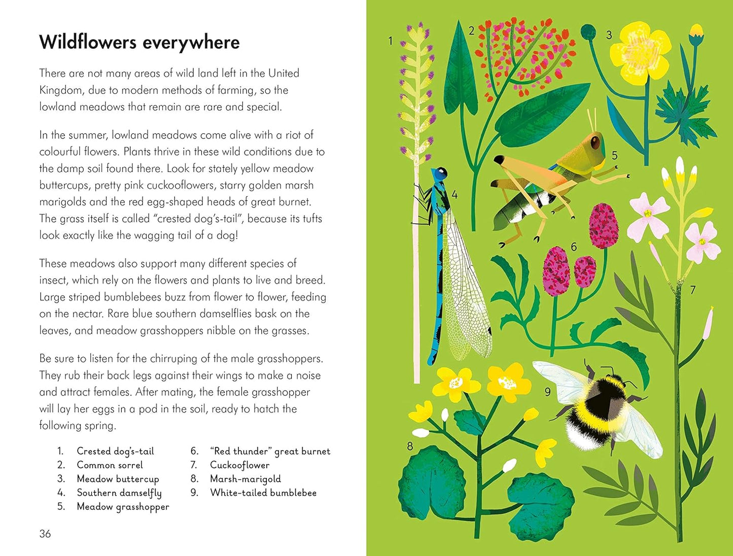What to Look for in Summer - By Elizabeth Jenner