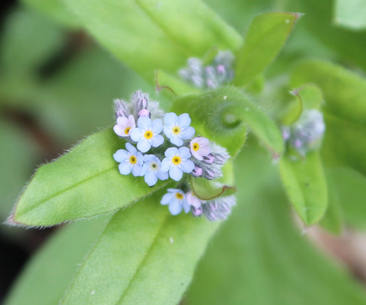 Wildflower Seedball Tube - Forget-Me-Not
