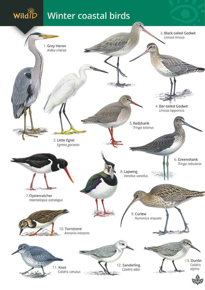 Winter Coastal Birds - Wild ID Guide