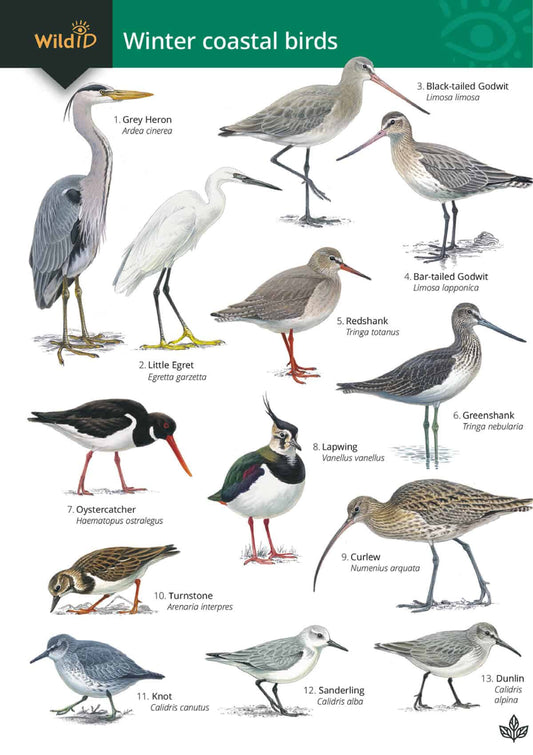 Winter Coastal Birds - Wild ID Guide
