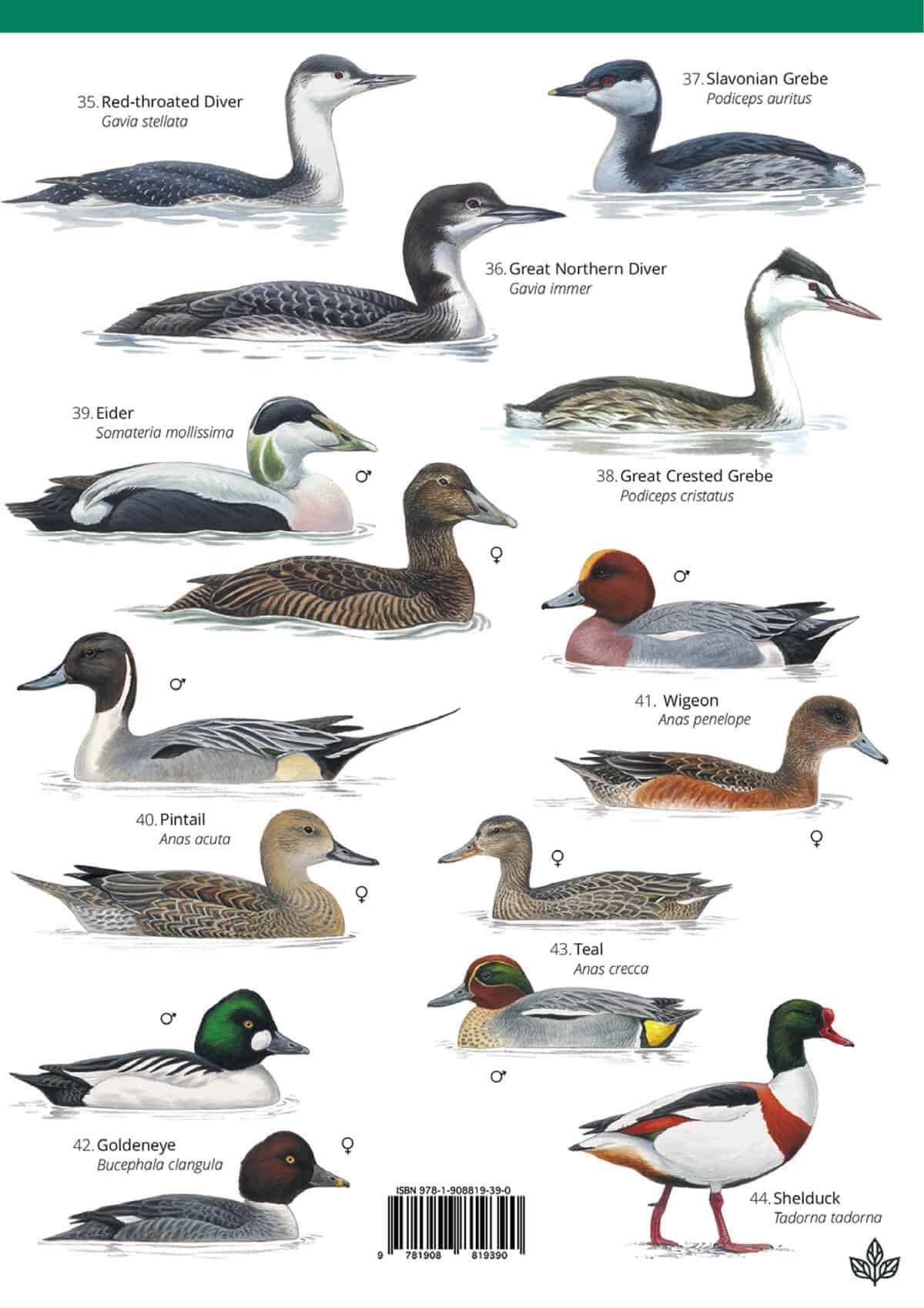 Winter Coastal Birds - Wild ID Guide