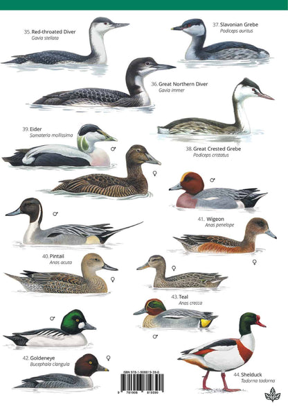 Winter Coastal Birds - Wild ID Guide